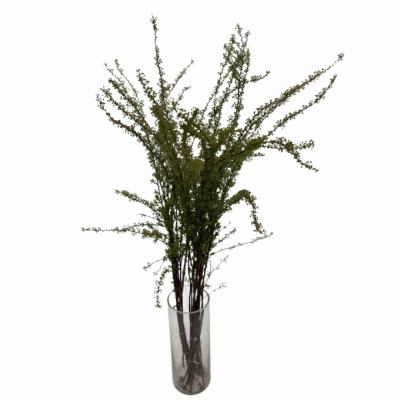 Tavolník x CINEREA GREFSHEIM