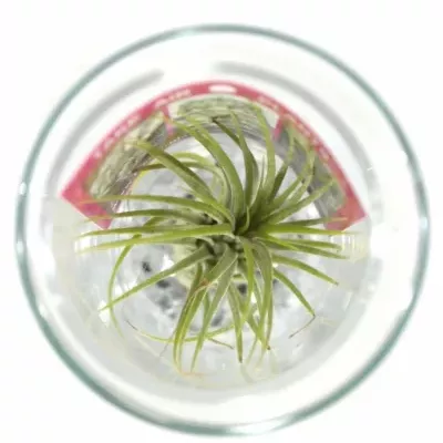 Tillandsia in longdrink d6cm v11cm