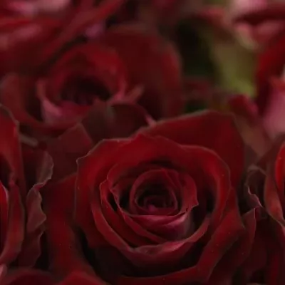Tmavo červená ruža RUBY RED 70cm