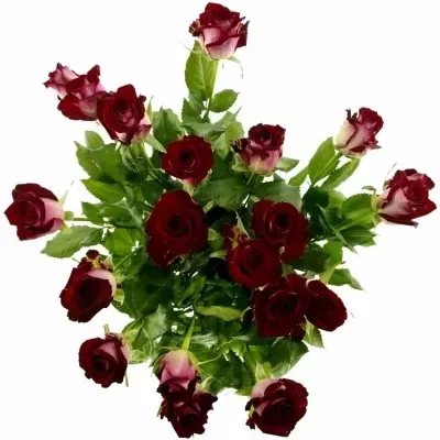 Tmavo červená ruža RUBY RED 70cm