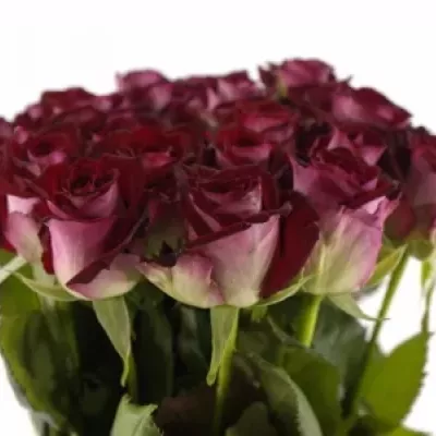 Tmavě červená růže RUBY RED 70cm