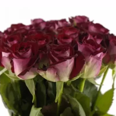 Tmavo červená ruža RUBY RED 70cm