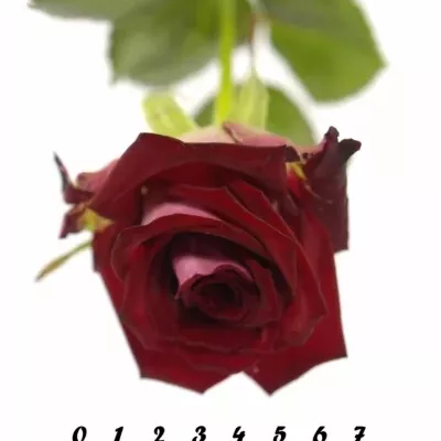 Tmavě červená růže RUBY RED 70cm