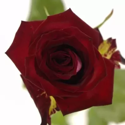 Tmavo červená ruža RUBY RED 70cm