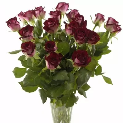 Tmavo červená ruža RUBY RED 70cm