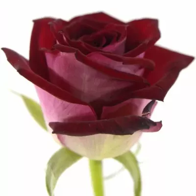 Tmavo červená ruža RUBY RED 70cm