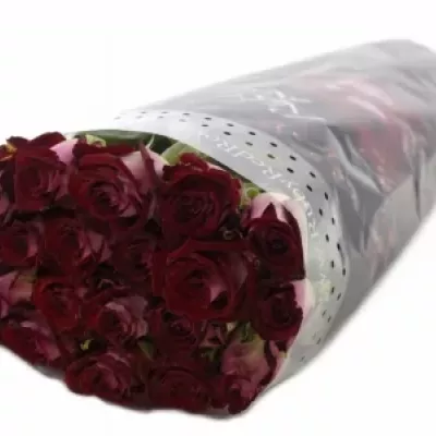 Tmavě červená růže RUBY RED 70cm