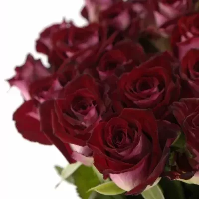 Tmavo červená ruža RUBY RED 70cm
