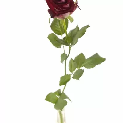 Tmavo červená ruža RUBY RED 70cm