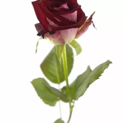 Tmavo červená ruža RUBY RED 70cm