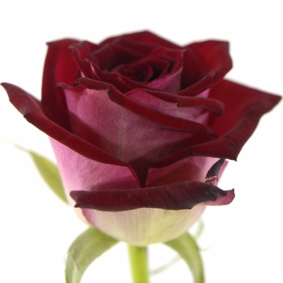 Tmavěčervená růže RUBY RED 80cm