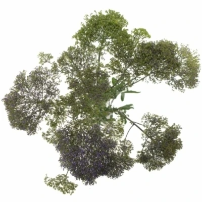 TRACHELIUM BLUE SHINE