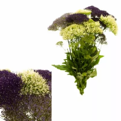 TRACHELIUM LAKE MIX 45cm