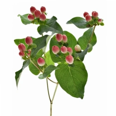 Třezalka ANDROSAEMUM EPHI STAR 70 cm