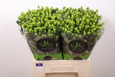 Třezalka ANDROSAEMUM SISU CHARM 50 cm