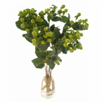 Třezalka ANDROSAEMUM SISU CHARM