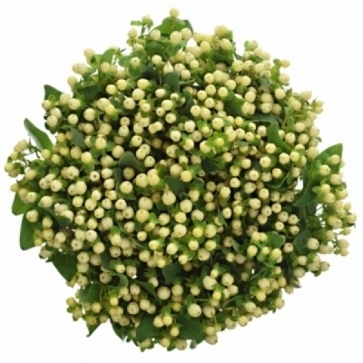 Třezalka ANDROSAEMUM SISU TWINKLE