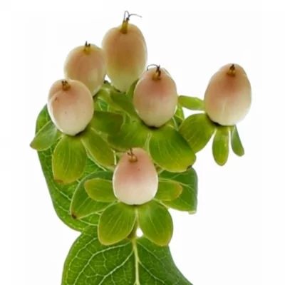 Třezalka BEAUTY 60cm