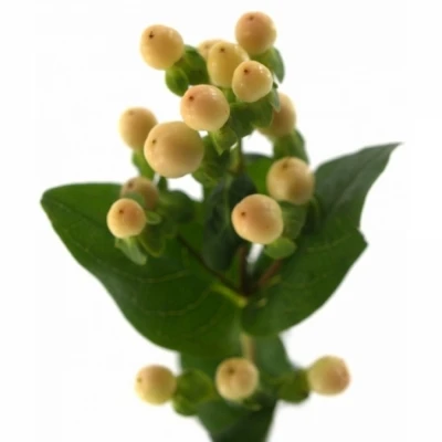 Třezalka COCO GELATO 70 cm