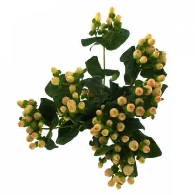 Třezalka COCO GELATO