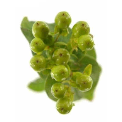 Třezalka INODORUM MAGICAL MIRAGE