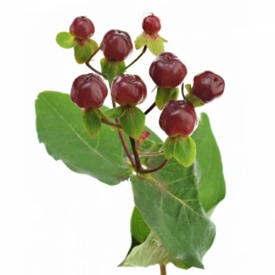 HYPERICUM MAGICAL CHERRY 50cm