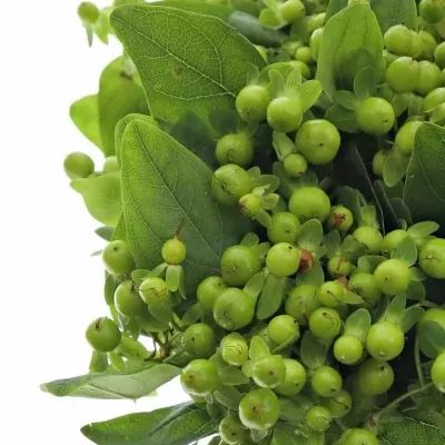 Třezalka MAGICAL GREEN REVELA 40cm