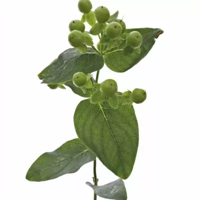 Třezalka MAGICAL GREEN REVELA 40cm