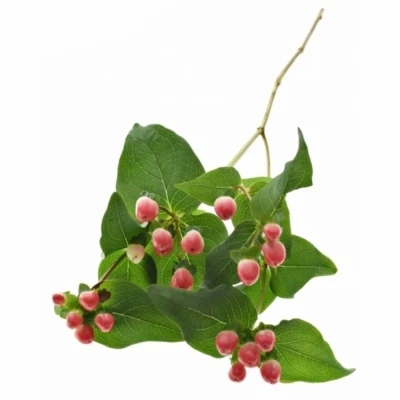 Třezalka MAGICAL IMPRESSION