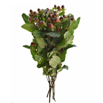 HYPERICUM MAGICAL UNIVERSE 40cm