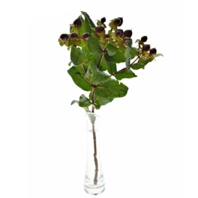 Třezalka MAGICAL UNIVERSE