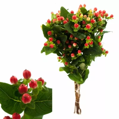 HYPERICUM MELON CLASSIC 45cm