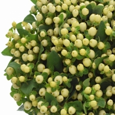 Třezalka x INODORUM BRISK VANILLA