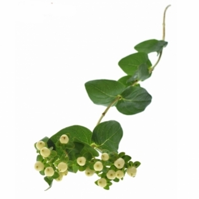 Třezalka x INODORUM BRISK VANILLA