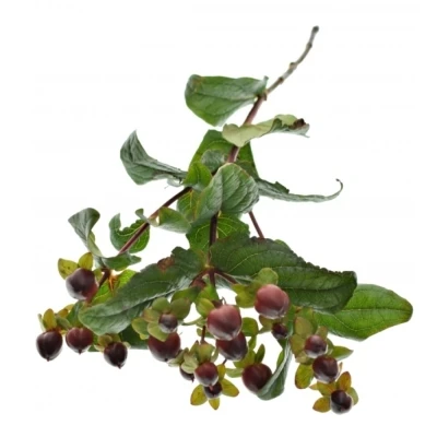 Třezalka x INODORUM GLOBO BURGUNDY