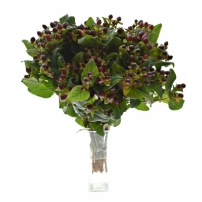 Třezalka x INODORUM GLOBO BURGUNDY