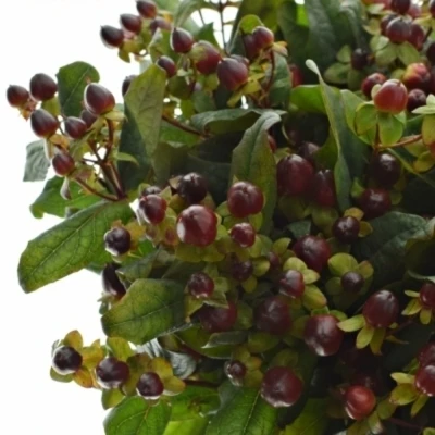 Třezalka x INODORUM GLOBO BURGUNDY