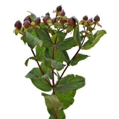 Třezalka x INODORUM GLOBO BURGUNDY 60 cm