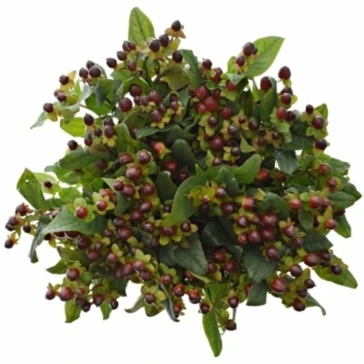 Třezalka x INODORUM GLOBO BURGUNDY