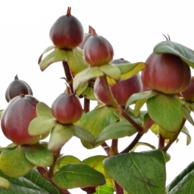 Třezalka x INODORUM GLOBO BURGUNDY