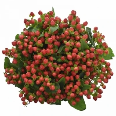 Třezalka x INODORUM GO TOP