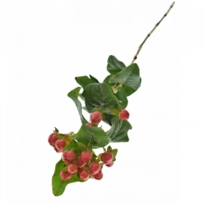 Třezalka x INODORUM GO TOP