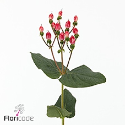 Třezalka x INODORUM MAGICAL BICOLOR