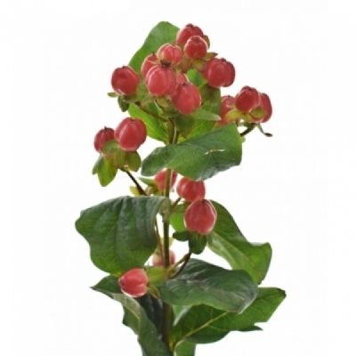 Třezalka x INODORUM MAGICAL BICOLOR 50 cm