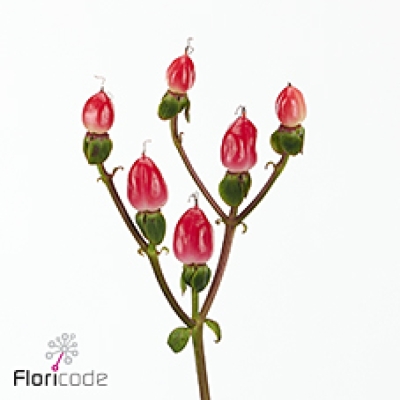 Třezalka x INODORUM MAGICAL BICOLOR 50 cm