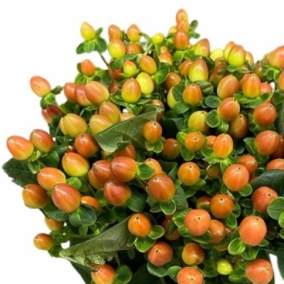 Třezalka x INODORUM MAGICAL PEACH