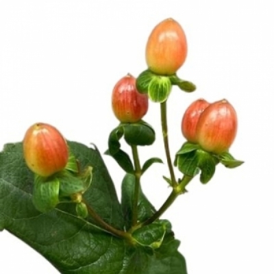 Třezalka x INODORUM MAGICAL PEACH 50 cm