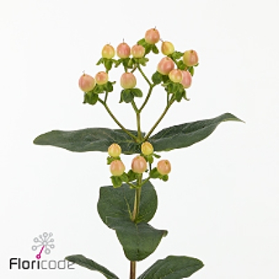 Třezalka x INODORUM MAGICAL PEACH 50 cm