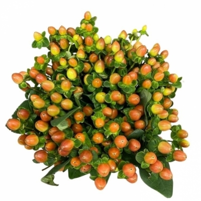 Třezalka x INODORUM MAGICAL PEACH