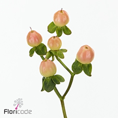 Třezalka x INODORUM MAGICAL PEACH